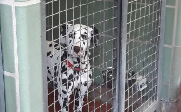 49420-beau-behind-bars