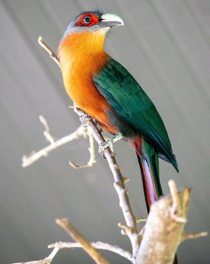 Its underparts are colored chestnut, with its feet dark grey.