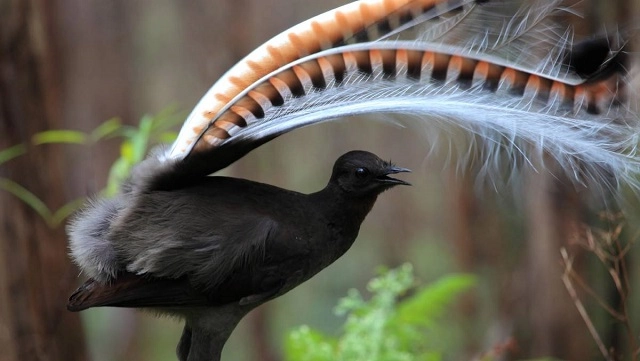 Lyrebirds-3