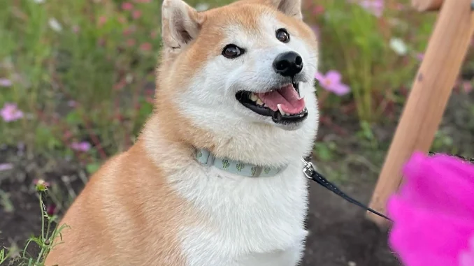 fukupukumaru_396073858_203754712672978_5978803544339842944_n