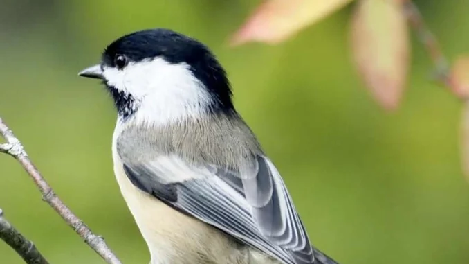 hybrid-songbirds-found-1