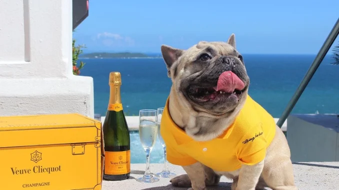 itsgnocchithefrenchie_398762621_17956116122680271_5724707703654273037_n