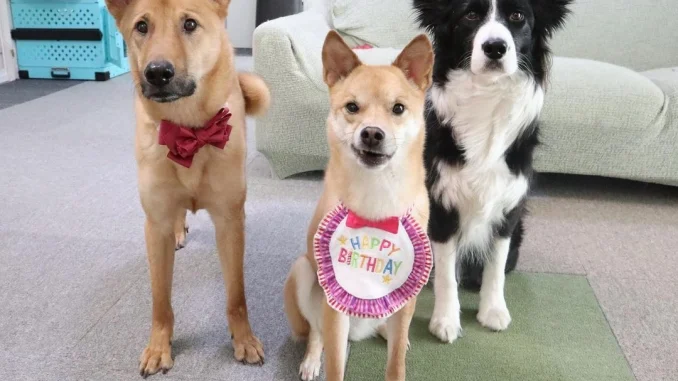 koyuki_bordercollie_339499978_226480160043594_7593236518283442845_n