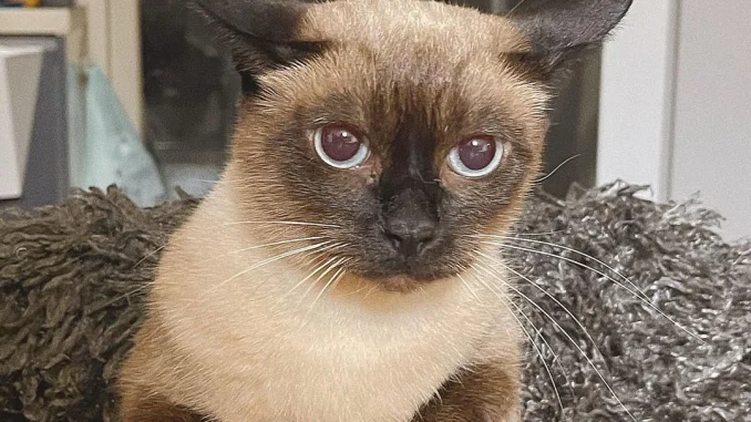 mimibing_cat_398900029_238755115877429_1032558810121895956_n