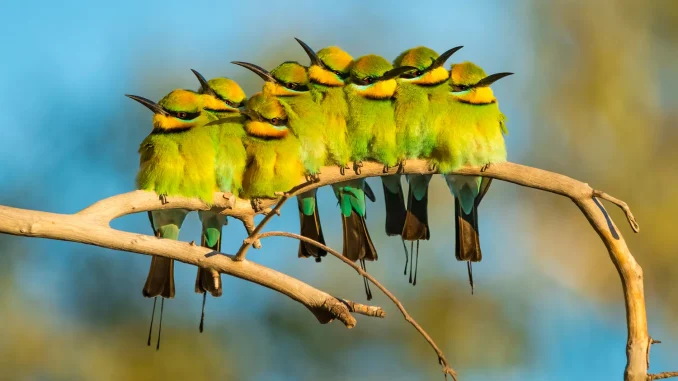 opt__aboutcom__coeus__resources__content_migration__mnn__images__2018__12__a_family_affair_-_bird_