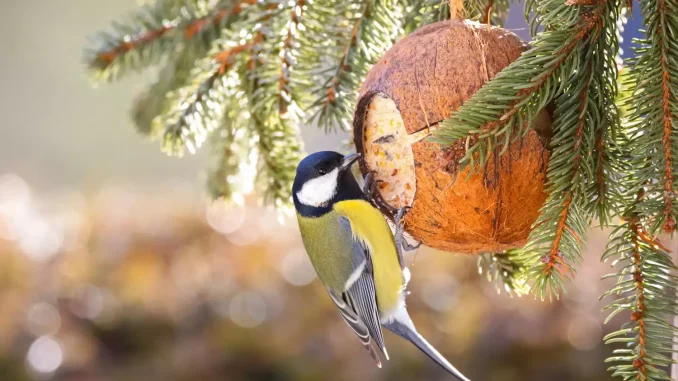 opt__aboutcom__coeus__resources__content_migration__mnn__images__2020__02__great-tit-food-reaction