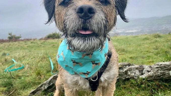 otto_the_border_terrier_396665389_1446636425894865_4035713882040483765_n