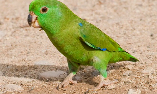 pacific-parrotlet
