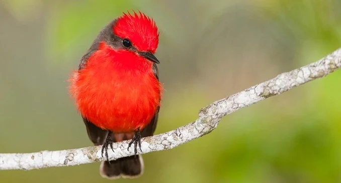 vermillion-flycatcher-chrisncami