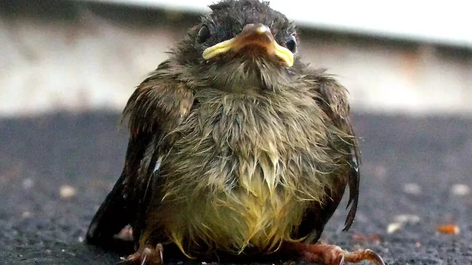 wet-baby-bird-58a6d7d43df78c345b5bad81